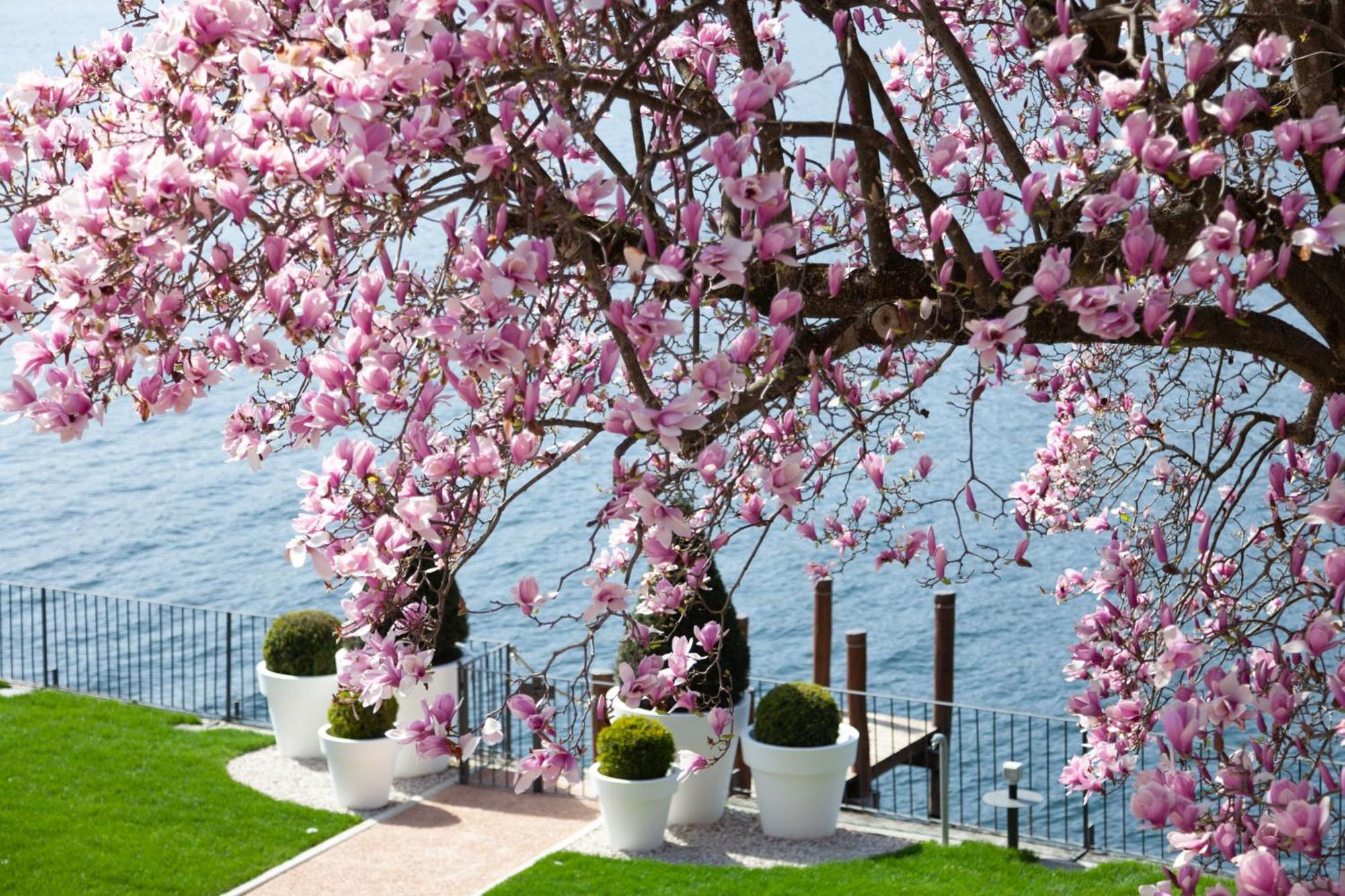 Апартаменты Bifora65 Flats And Garden - Lakeview Орта-Сан-Джулио Экстерьер фото